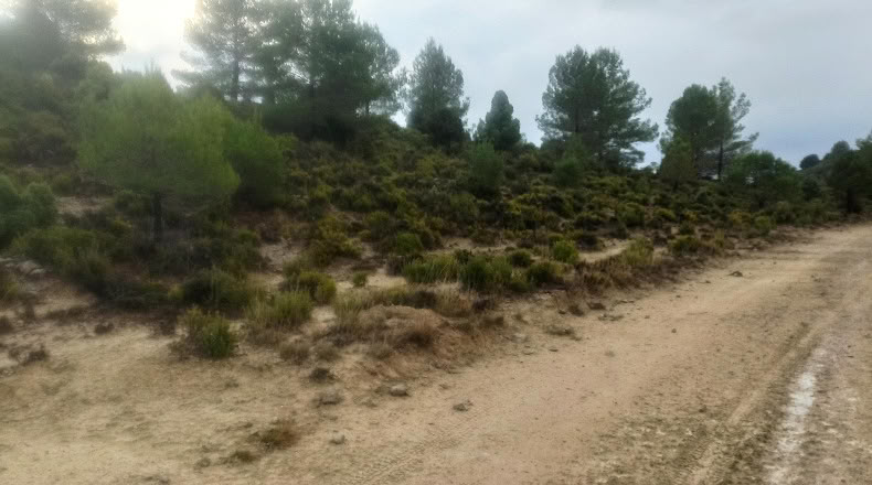 Castellón - Zucaina - 25000m2