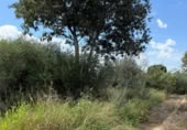 Terreno no urbanizable en venta en la Camí Vell de Vila-real a Onda, Vila-real, ref: TR367457 foto