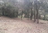 Non-developable land for sale on Carrer El Prat, Òrrius, ref: TR368009 photo