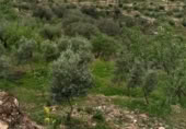 Terreno no urbanizable en venta en la Cimbra, Albuñuelas, ref: TR368116 foto