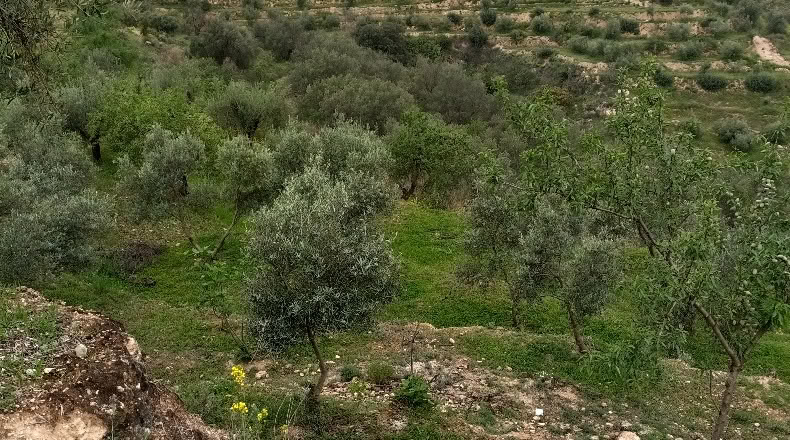 Granada - Albuñuelas - 5000m2