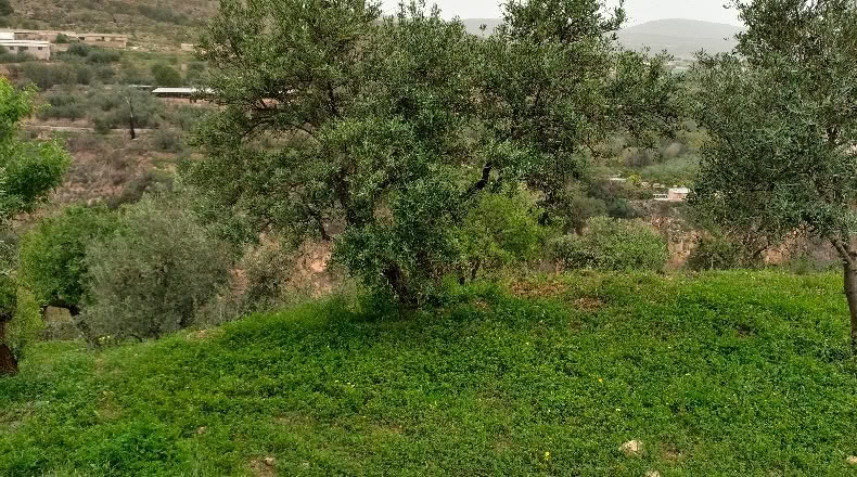 Granada - Albuñuelas - 5000m2