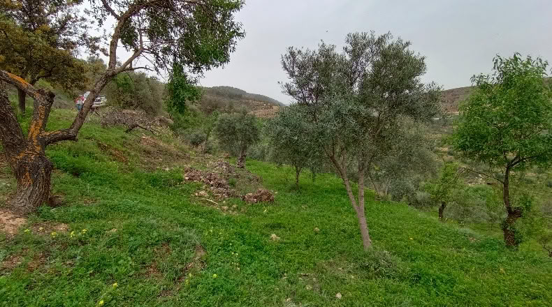 Granada - Albuñuelas - 5000m2