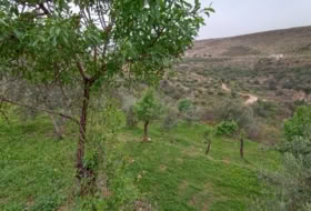 Albuñuelas 5000&nbsp;м²
