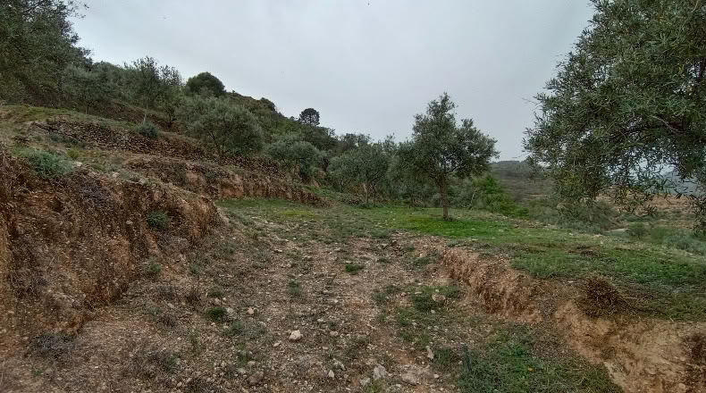 Granada - Albuñuelas - 5000m2