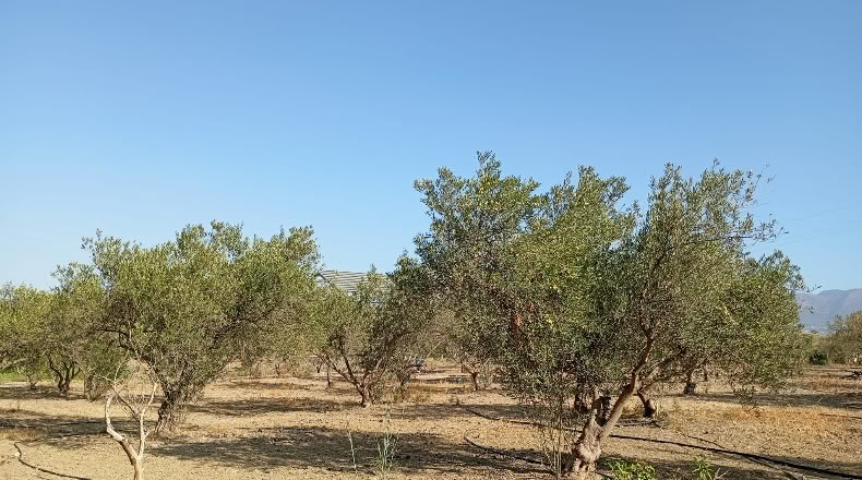 Málaga - Pizarra - 4000m2