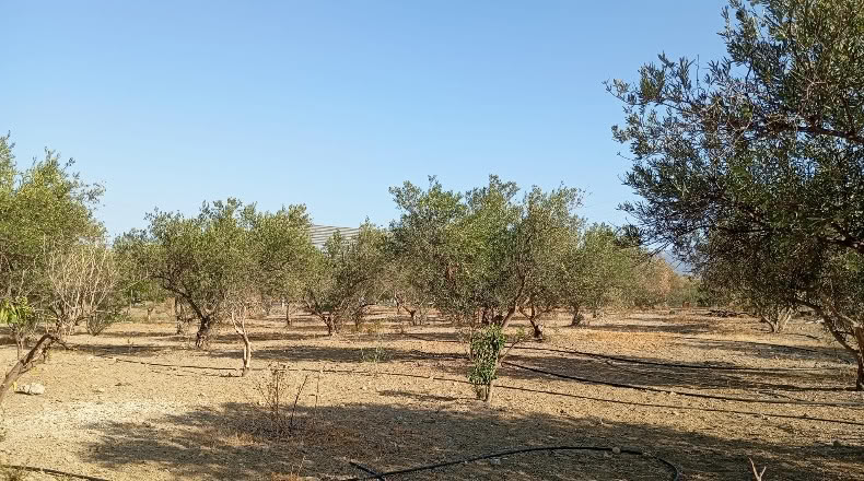 Málaga - Pizarra - 4000m2