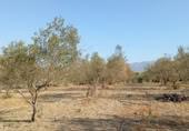 Terreno no urbanizable en venta en la Plaza del Ayuntamiento, Pizarra, ref: TR368771 foto