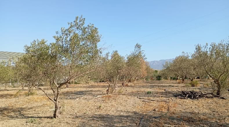 Málaga - Pizarra - 4000m2