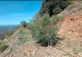 Terreny no urbanitzable en venda a la Carril Ermita de Verdiales, Màlaga, ref.: TR368774 foto