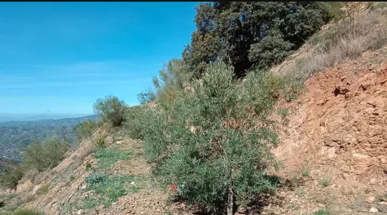 Málaga - Málaga - 5880m2