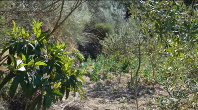 Málaga - Málaga - 5880m2
