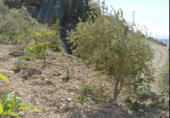 Terreny no urbanitzable en venda a la Carril Ermita de Verdiales, Màlaga, ref.: TR368774 foto