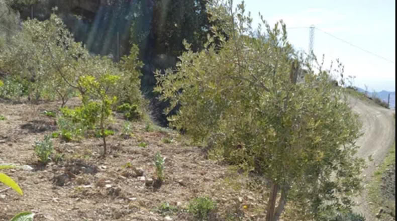 Málaga - Málaga - 5880m2