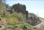 Terreny no urbanitzable en venda a la Carril Ermita de Verdiales, Màlaga, ref.: TR368774 foto