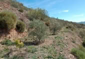 Terreny no urbanitzable en venda a la Carril Ermita de Verdiales, Màlaga, ref.: TR368774 foto