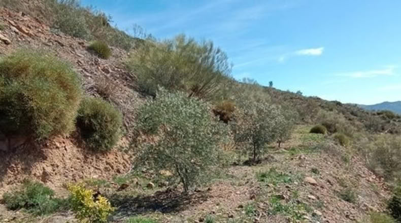 Málaga - Málaga - 5880m2