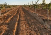 Industrial warehouse for sale on PLANTACION DE PISTACHOS Y NAVES PARA CRIA DE CABALLOS, Rociana del Condado, ref: TR369968 photo