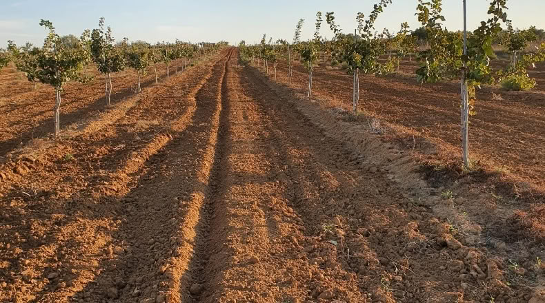 Huelva - Rociana del Condado - 65000m2