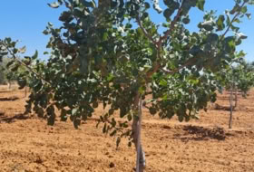Foto 12