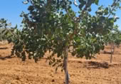 Industrial warehouse for sale on PLANTACION DE PISTACHOS Y NAVES PARA CRIA DE CABALLOS, Rociana del Condado, ref: TR369968 photo