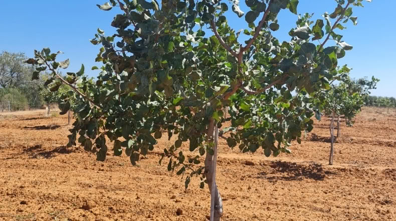 Huelva - Rociana del Condado - 65000m2