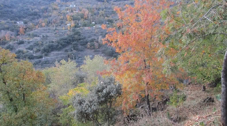 Granada - Laroles - 15000m2
