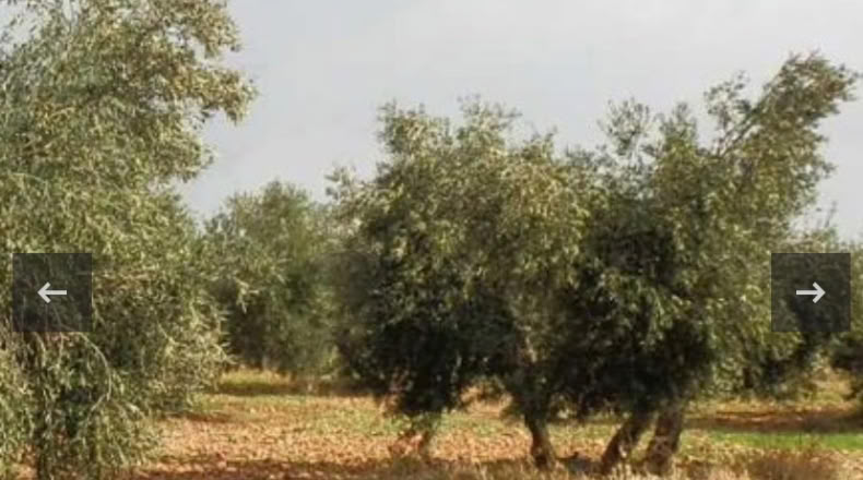 Ciudad Real - Navalpino - 1800m2