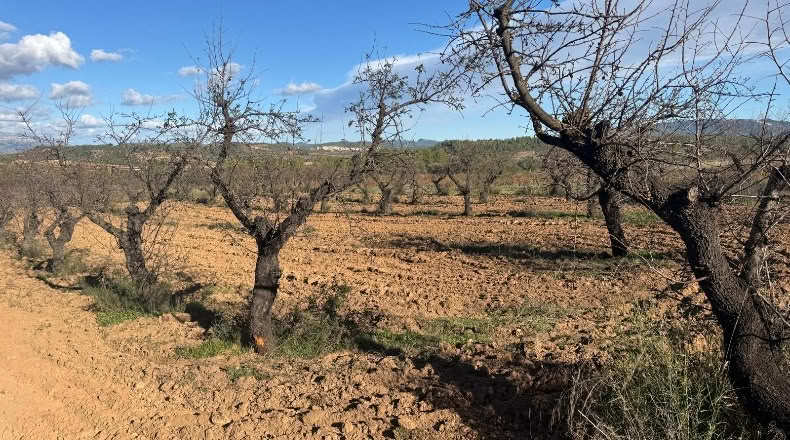 Tarragona - el Masroig - 12500m2