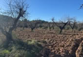 Non-developable land for sale on N-420, el Masroig, ref: TR371420 photo