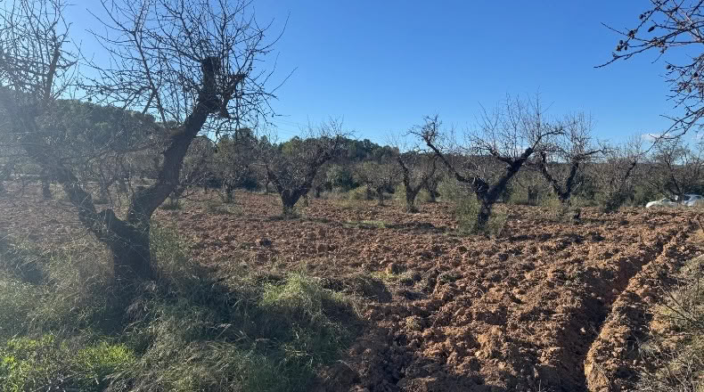 Tarragona - el Masroig - 12500m2