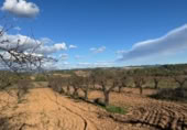 Non-developable land for sale on N-420, el Masroig, ref: TR371420 photo