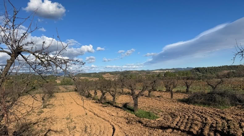 Tarragona - el Masroig - 12500m2