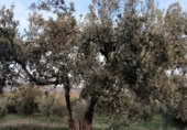 Terreno no urbanizable en venta en la Partida de las Fuentes, Ayora, ref: TR372445 foto