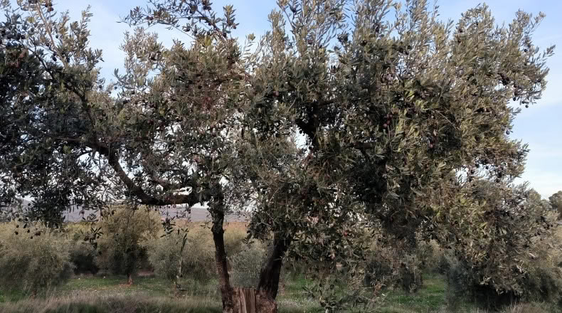 Valencia - Ayora - 4620m2
