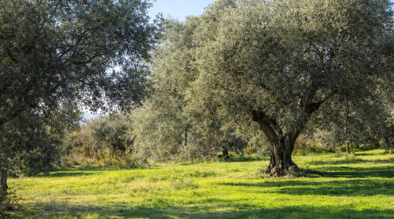 Granada - Órgiva - 3442m2