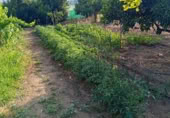 Terreny no urbanitzable en venda a la CAMINO FRONTERA PARCELA 207, Villanueva de la Sierra, ref.: TR375643 foto