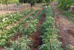Foto 6