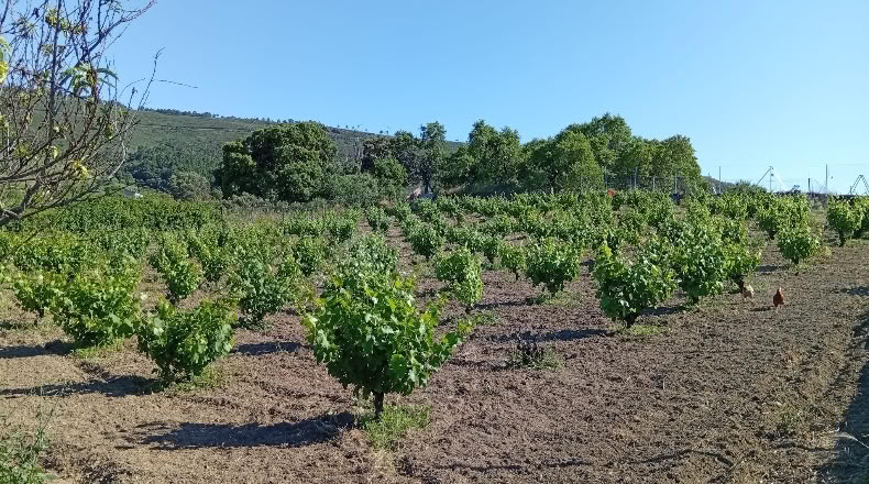 Cáceres - Villanueva de la Sierra - 3640m2