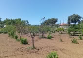 Terreny no urbanitzable en venda a la CAMINO FRONTERA PARCELA 207, Villanueva de la Sierra, ref.: TR375643 foto