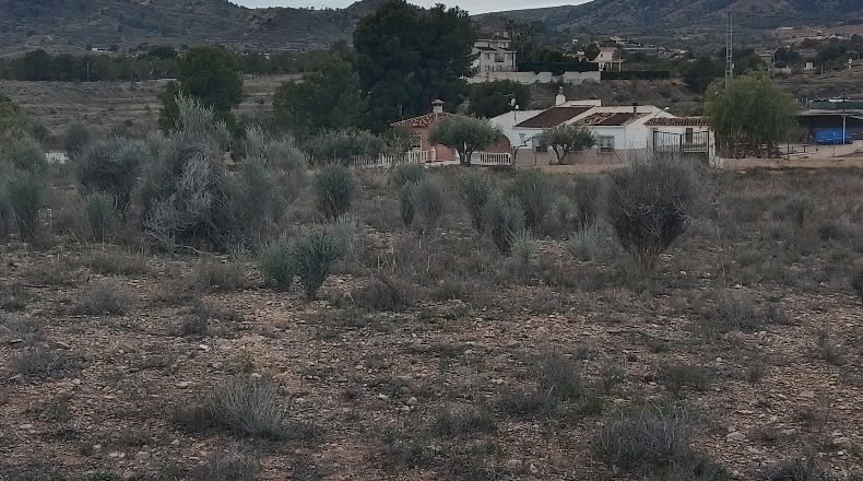 Alicante - Monóvar - 10000m2