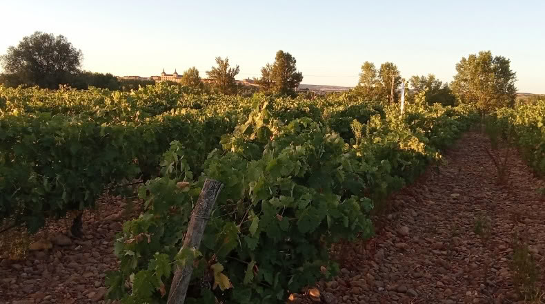 Burgos - Lerma - 45000m2