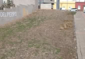Suelo urbano en venta en la Calle Doctor David Ramírez, Ingenio, ref: TR376636 foto