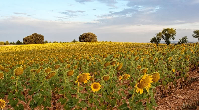 Cuenca - Villaescusa de Haro - 2500000m2