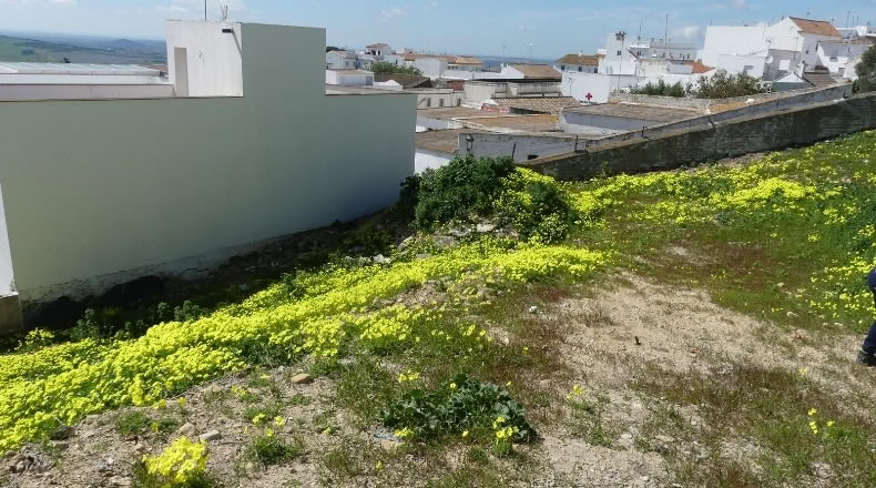 Cádiz - Medina Sidonia - 414m2