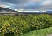 Non-developable land for sale on FINCA LA ESTACADA, Pizarra, ref: TR377385 photo