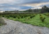 Non-developable land for sale on FINCA LA ESTACADA, Pizarra, ref: TR377385 photo