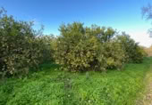 Non-developable land for sale on FINCA LA ESTACADA, Pizarra, ref: TR377385 photo