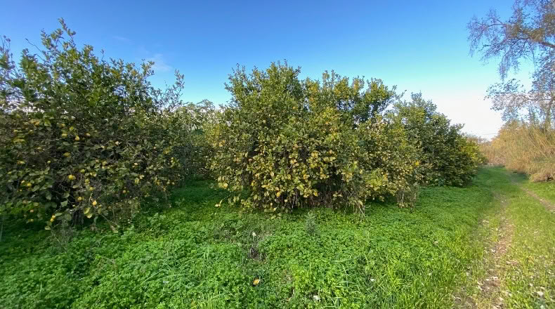 Málaga - Pizarra - 170000m2