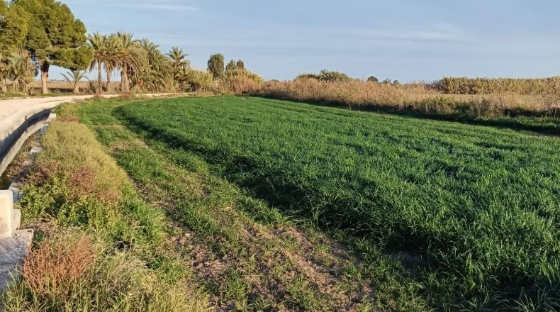 Alicante - Catral - 4500m2